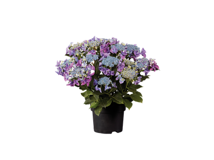 Hortensie