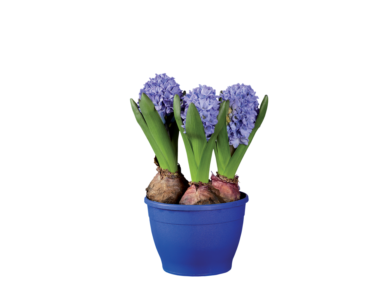 Trei zambile mov în ghiveci albastru.