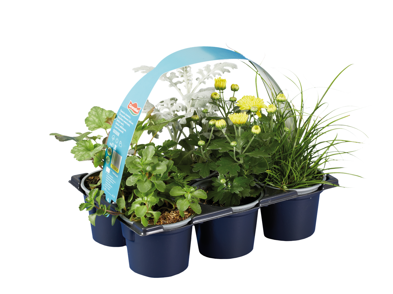 Grandiol herfstplantenmix in een zwarte tray, inclusief chrysanten en siergras.