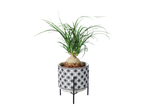Plant in a black and white geometric patterned pot.