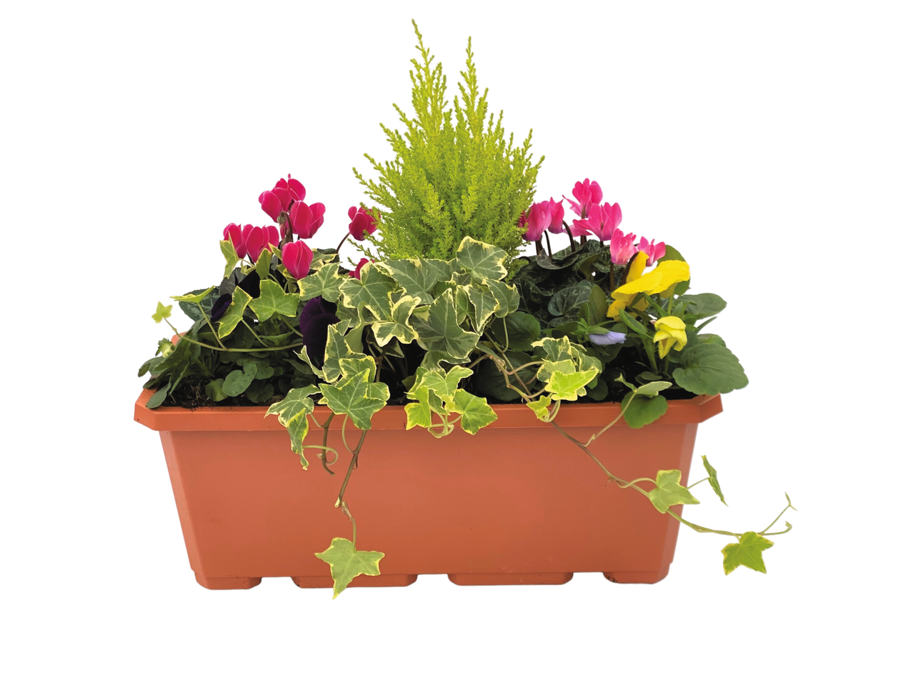 Window box with pink cyclamen, yellow pansies, ivy, and a small conifer.