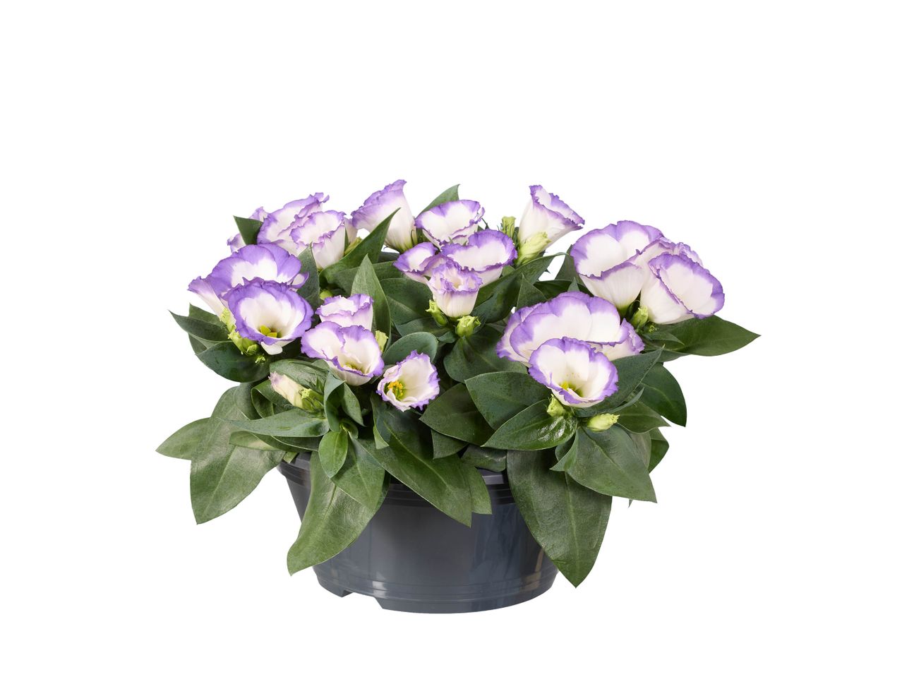 Un pot de fleurs Lisianthus pourpres et blanches.