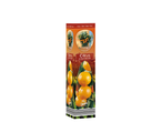 Citrus calamondin: arbori citrice în ghivece.