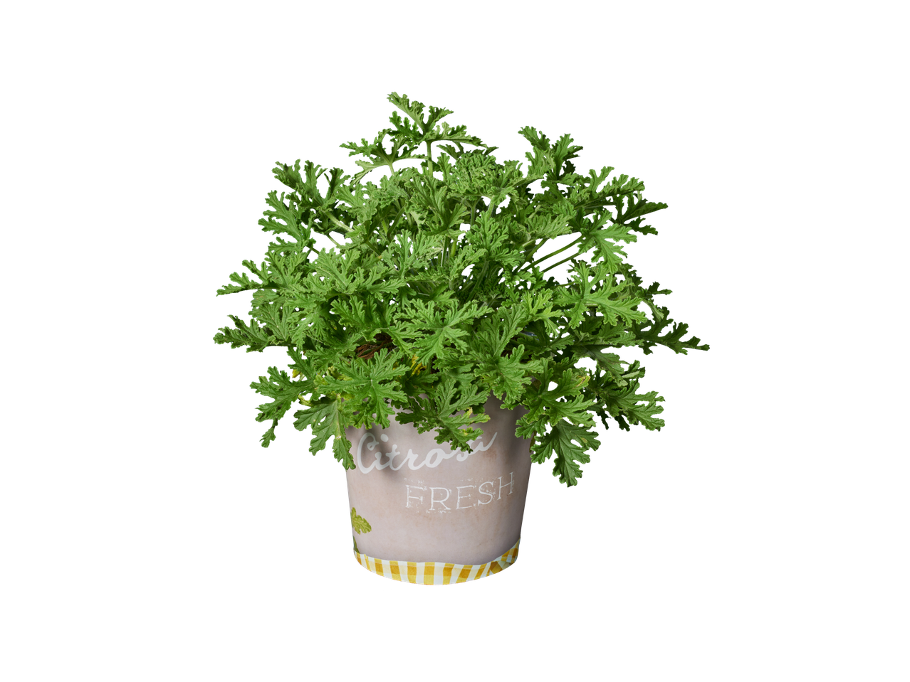 Citroenmelisse plant in een mooie pot.