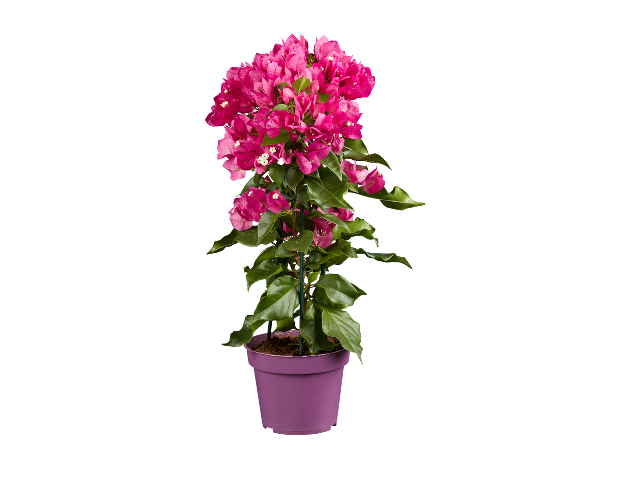 Bougainvillea roz în ghiveci.