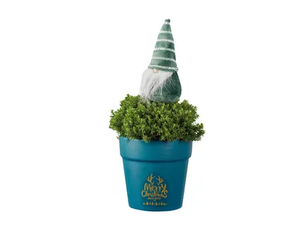 Örökzöld kerámiában*