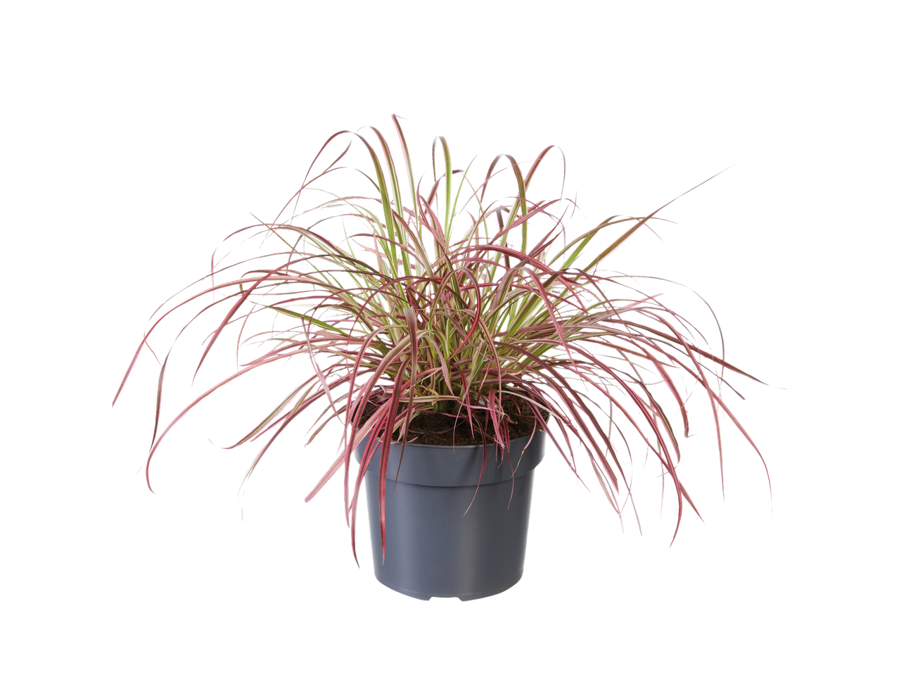 Purple grass in a pot.