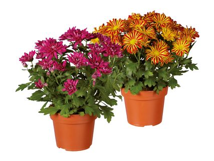 Chrysantheme Elle Fleur