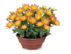 Een pot met oranje en gele chrysantenbloemen op een zwarte achtergrond.