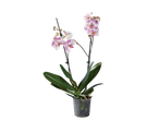 Two-stemmed orchid with white and pink speckled flowers in a clear pot.