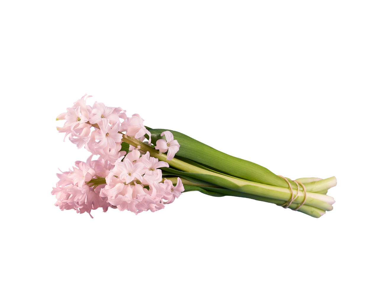 Букет от розови зюмбюли с листа, вързани с ластик, на черен фон.