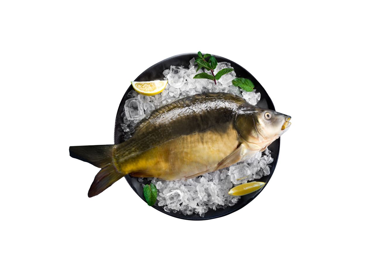 Svež šaran na ledu sa kriškama limuna i grančicama mente.