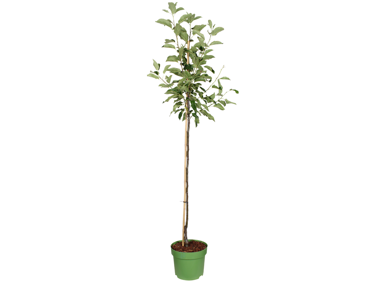 Jonge fruitboom in groene pot met houten stok