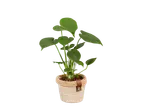 Planta Philodendron em vaso de ráfia.