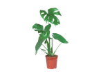 Monstera biljka u saksiji sa zelenim listovima na crnoj pozadini.