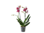 Potted Phalaenopsis orchid, speckled white and red flowers.