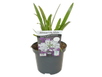 Potted African Lily White plant with a label stating 'Great for patio containers' and 'Origin-Ireland'.