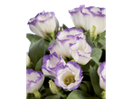 Buquê de Lisianthus branco e roxo.