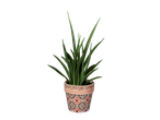 Sansevieria plant in a geometric patterned pot.