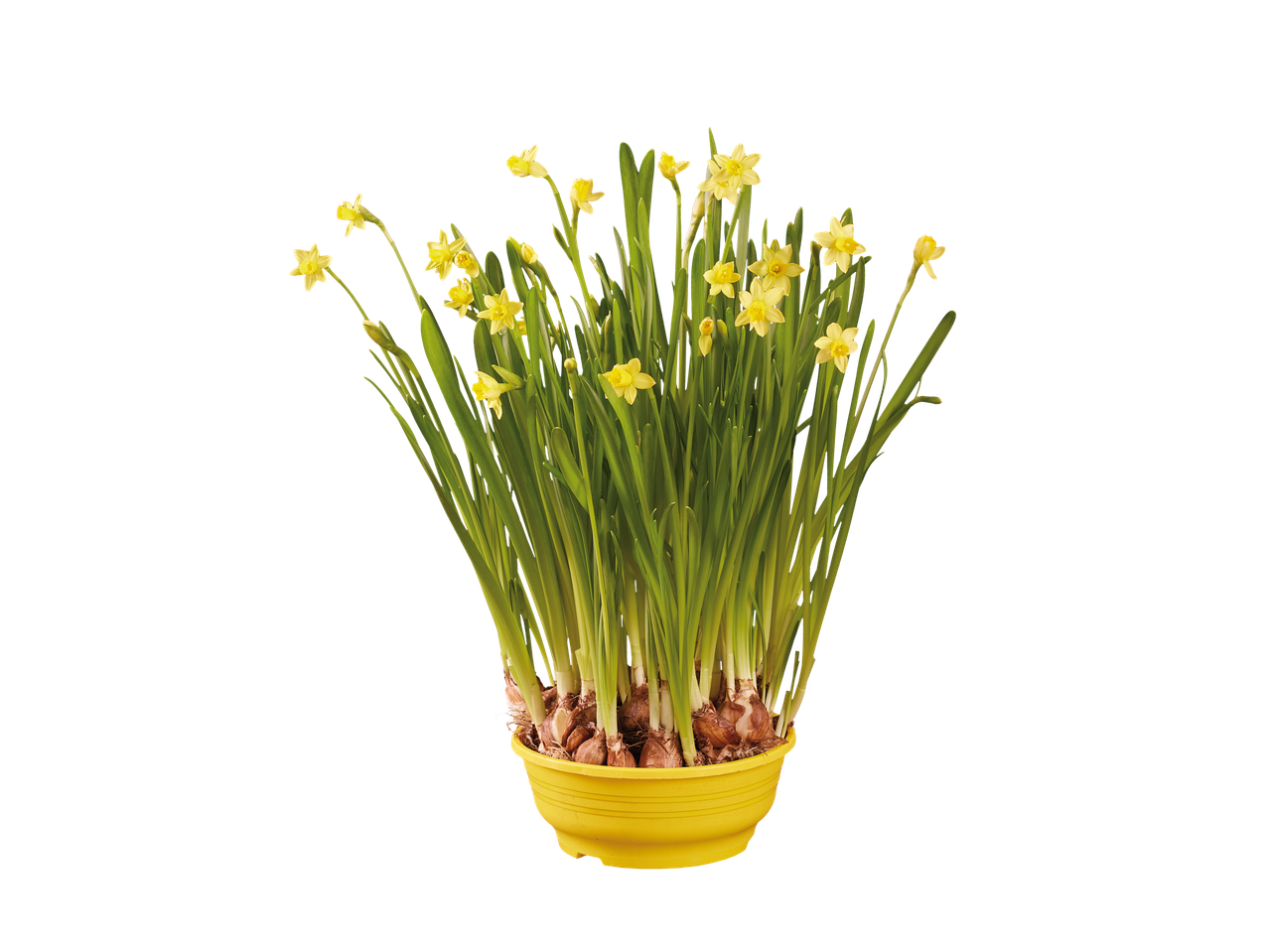 Yellow daffodils in a yellow planter, showcasing a spring bulb planter.
