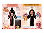 Infographic on nutrition and the circulatory system, featuring bread, milk, eggs, and apples.