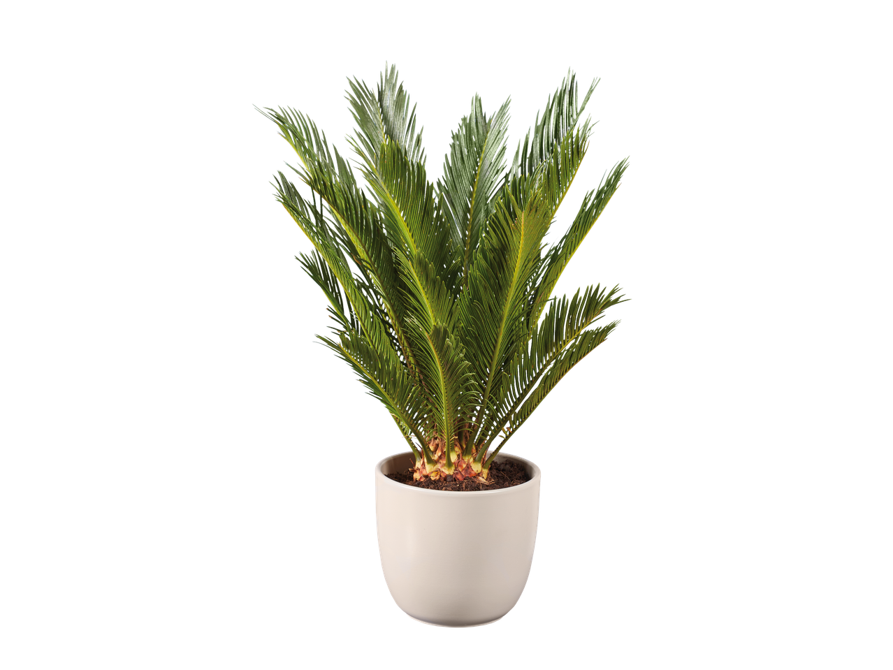 Plante d'intérieur verte en pot blanc sur fond noir.