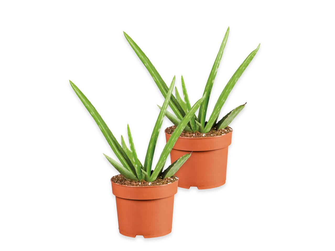 Due piante di aloe vera in vasi di terracotta.