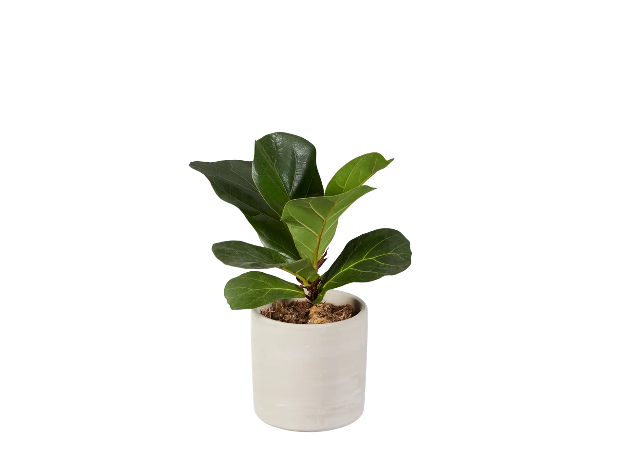 Ficus lyrata plant in een witte pot.