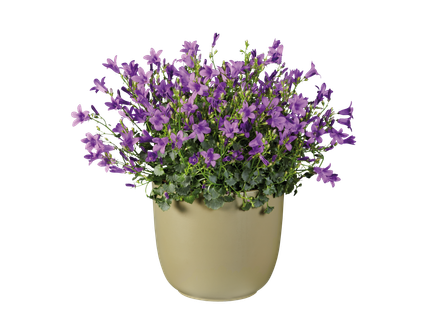 Campanula