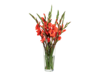 Een boeket levendige oranje gladiolen in een glazen vaas.
