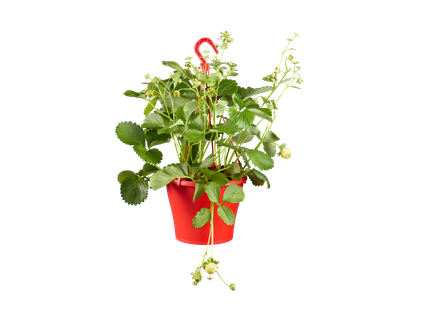 Aardbeien hangplanten