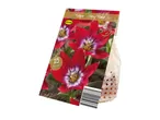 Pack of 15 Tulipa 'Tiny Timo' flower bulbs