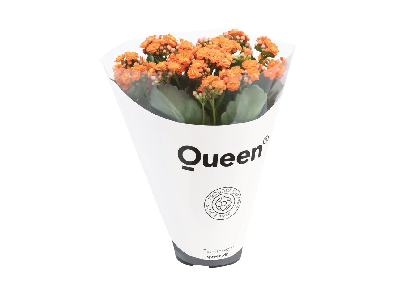 En buket orange Kalanchoe 'Queen' blomster i en hvid konvolut.