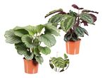 Trije lončki z rastlinami Calathea, različnih barv in vzorcev listov.