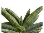 Planta sansevieria com folhas semelhantes a cobras.
