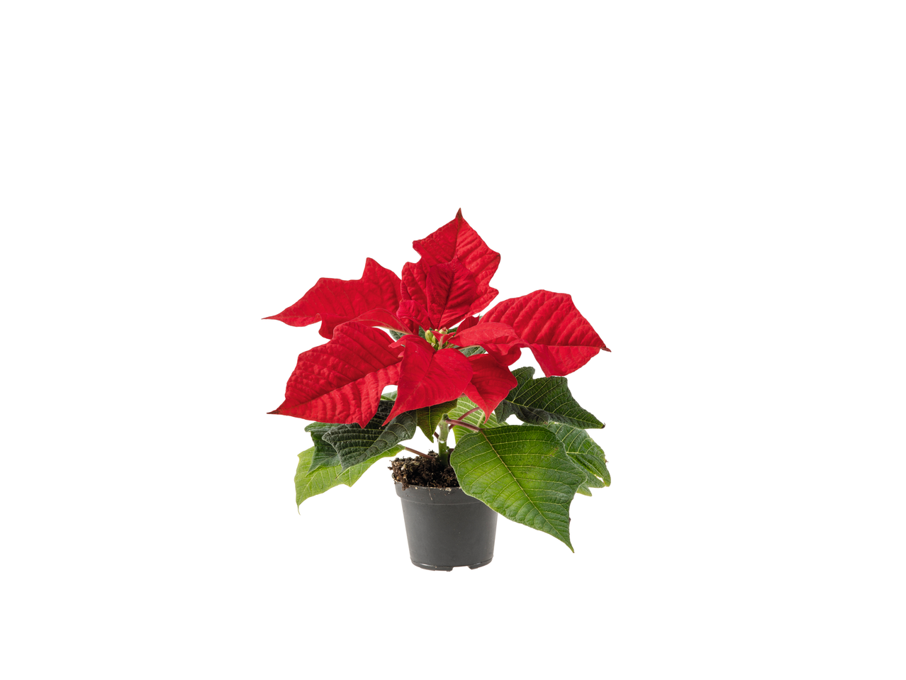 Mini Poinsettia in a black pot with vibrant red and green leaves