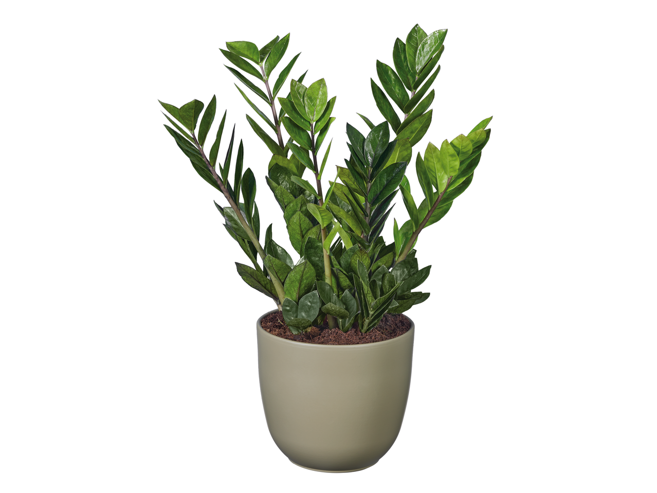 Planta Zamija em vaso cinza-acastanhado.