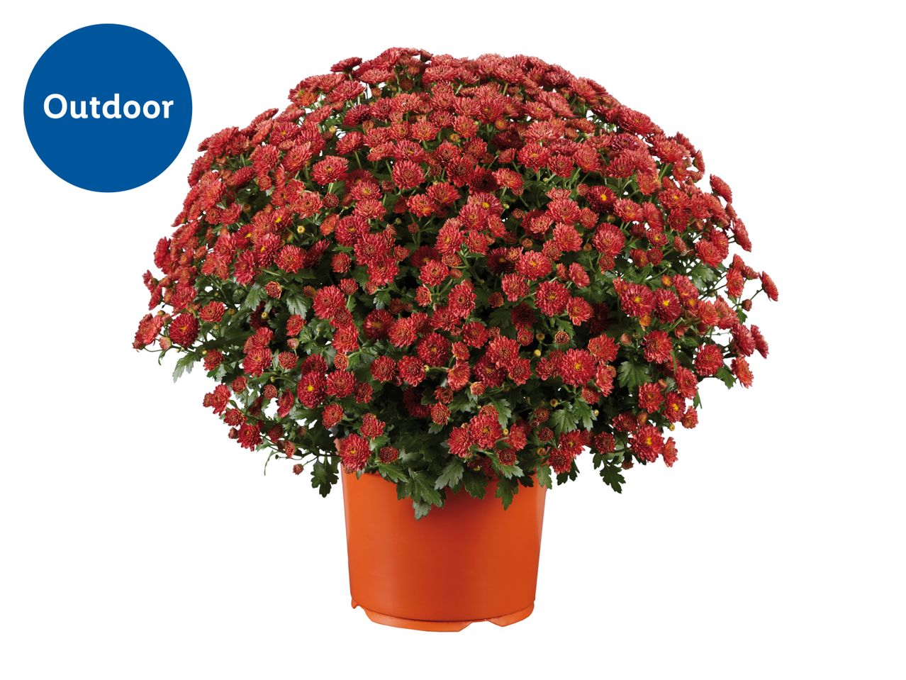 Potted red chrysanthemum plant with an 'Outdoor' label.