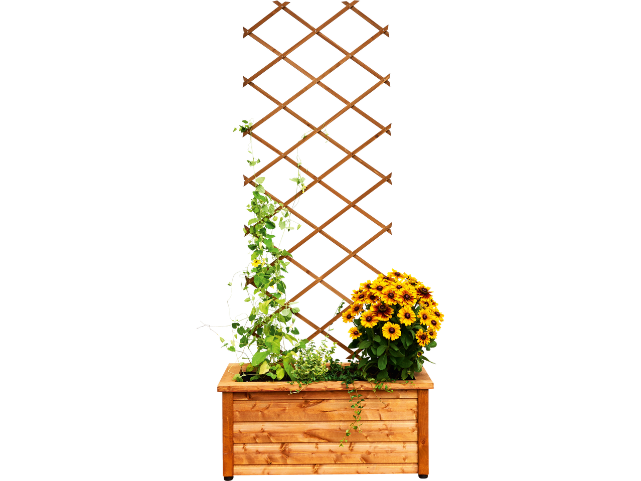 Holzpflanzkübel mit Rankgitter, Kletterpflanze und gelben Blumen