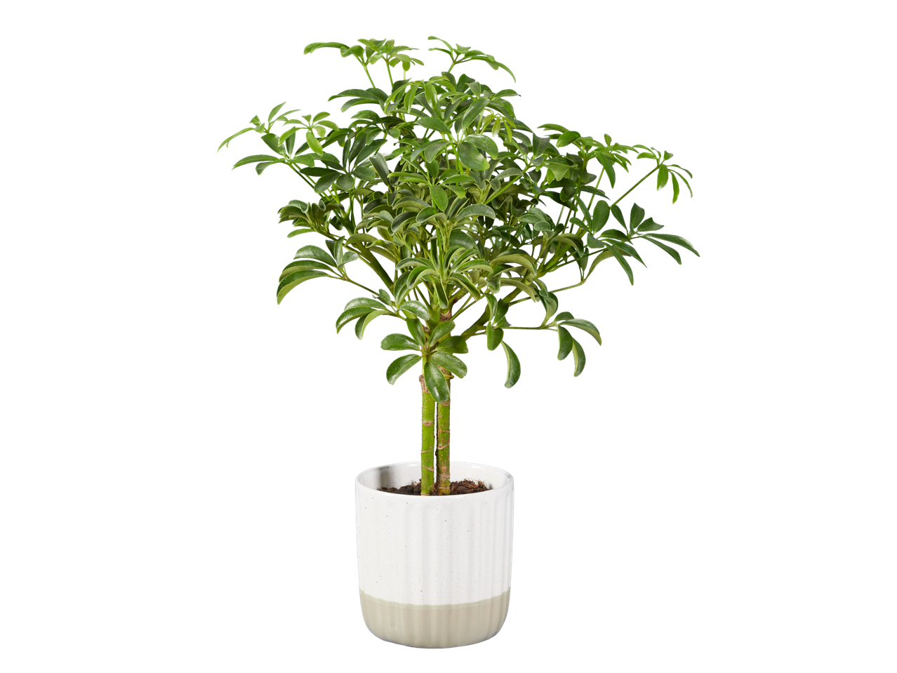 A modern houseplant in a white and beige ceramic pot.