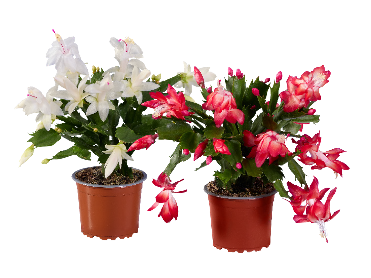 Kaks õitsevat jõulukaktust pottides: üks valge, teine punane.