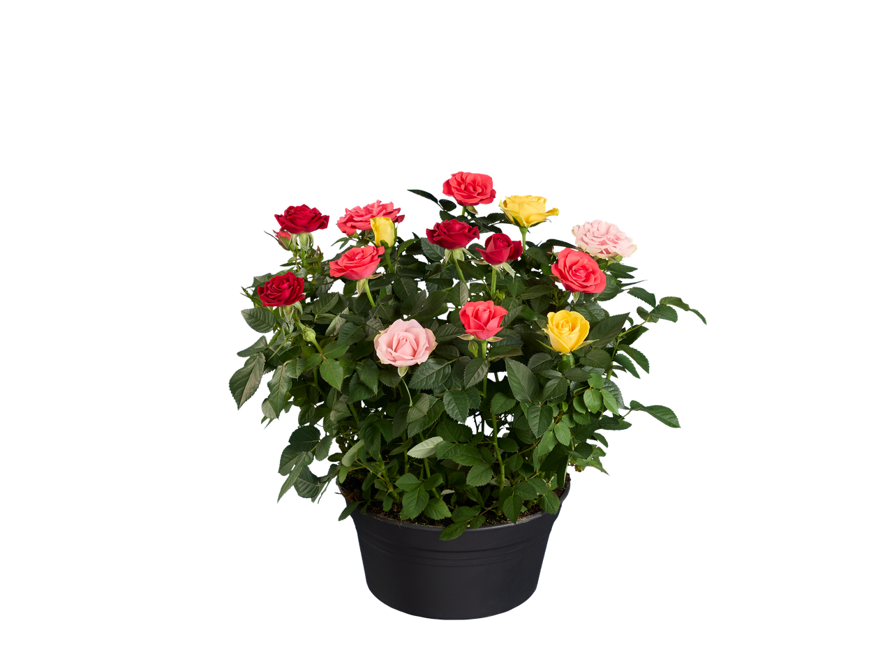 Rosier Arlequin aux fleurs multicolores dans un pot noir.