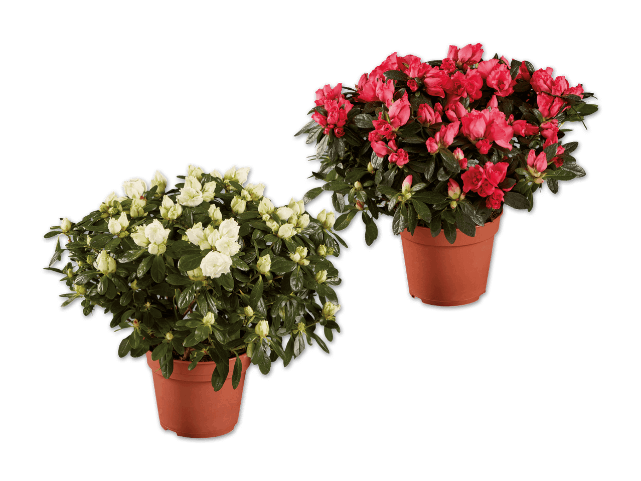 Zwei Azaleen in Töpfen, eine mit weißen Blüten und eine mit roten Blüten.