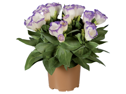 Liziantusz*