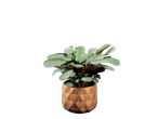 Uma planta Calathea em um vaso geométrico marrom.