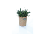 Succulent in terracotta pot.