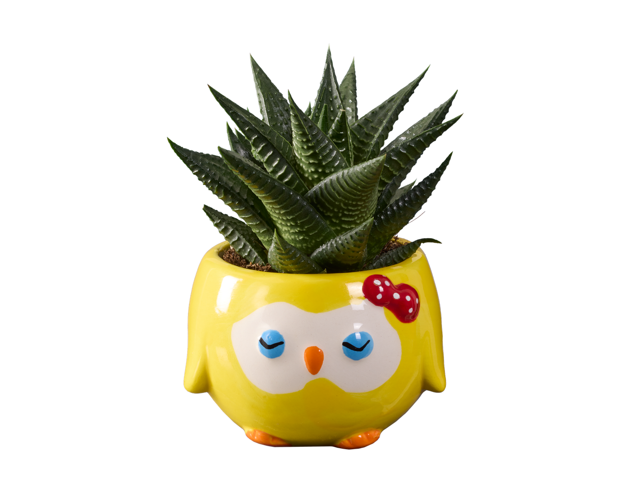 Een Haworthia succulent in een gele uilvormige pot.