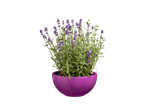 Lavender in a purple pot.