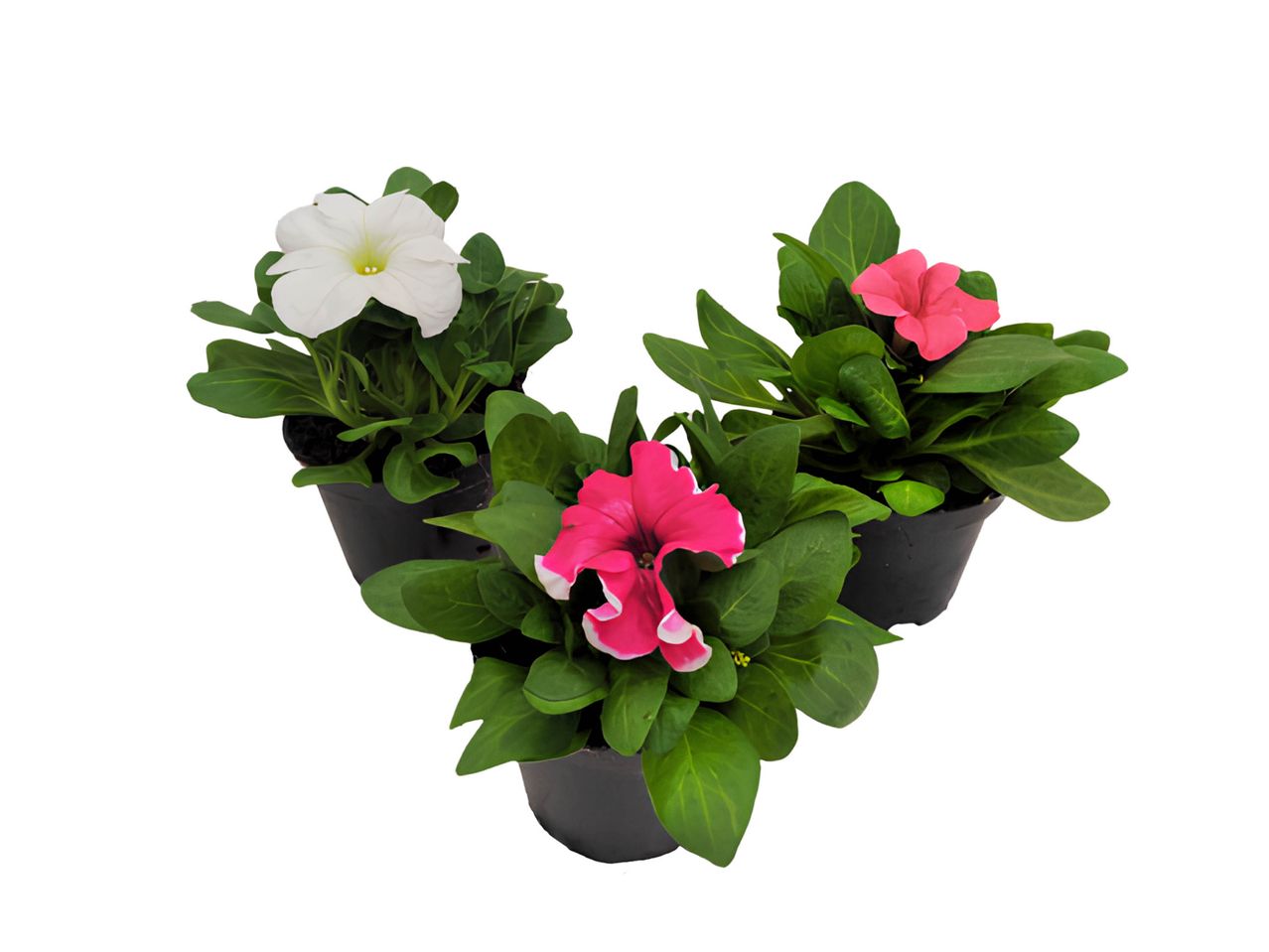 Three petunia plants in black pots: white, pink, and fuchsia.