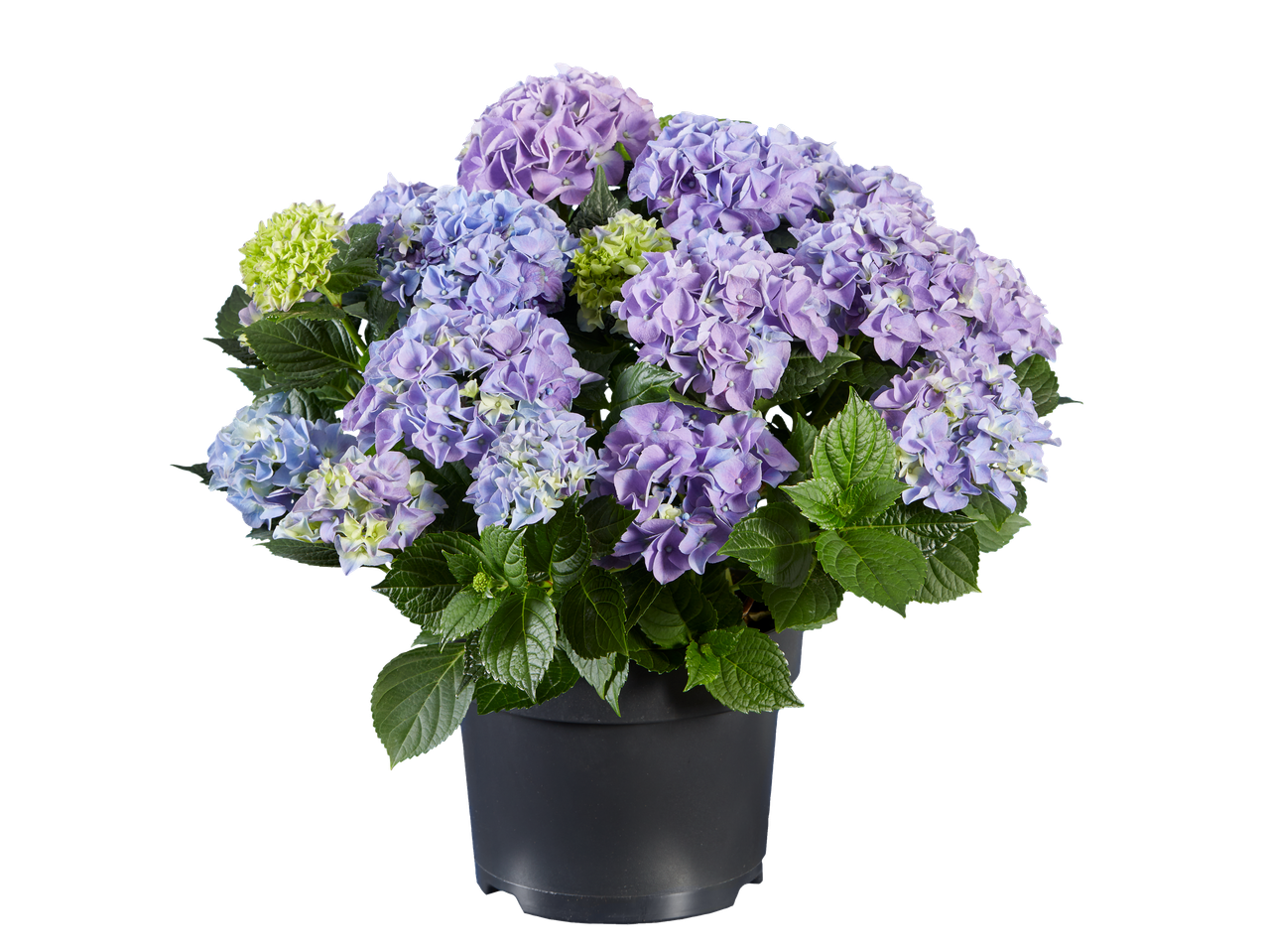 Pot met blauwe en paarse hortensia's.